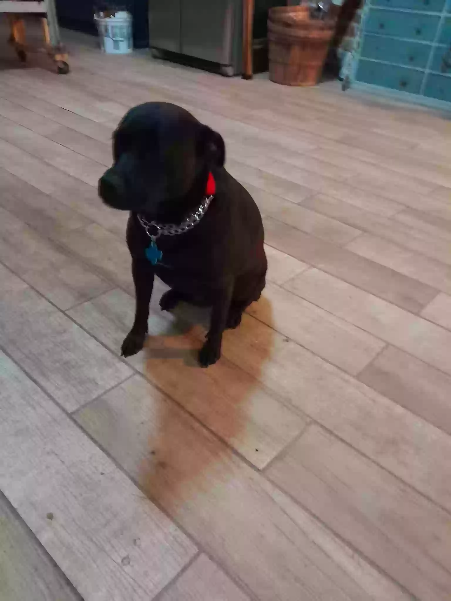 adoptable Dog in Homer,LA named Molly